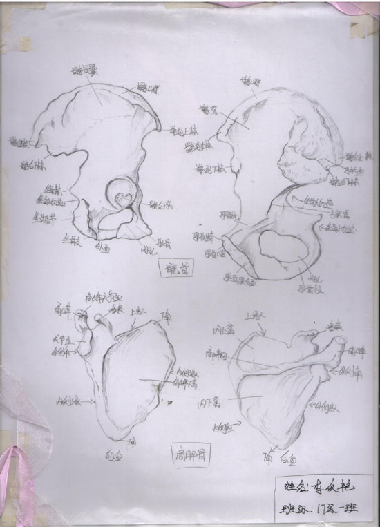 医学绘图比赛作品展示(图8)